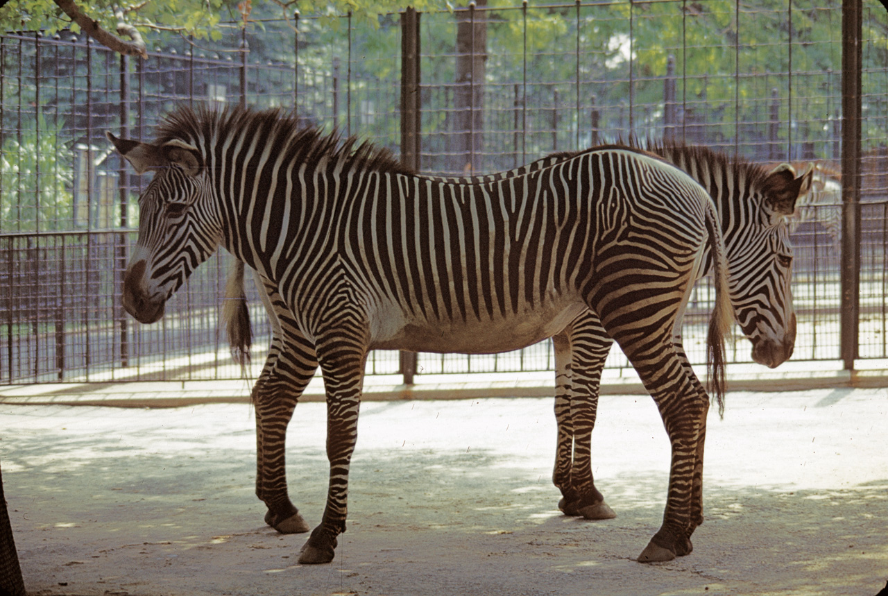 71-08-01, 007, Gravy' Zebra, Bronx Zoo, NY