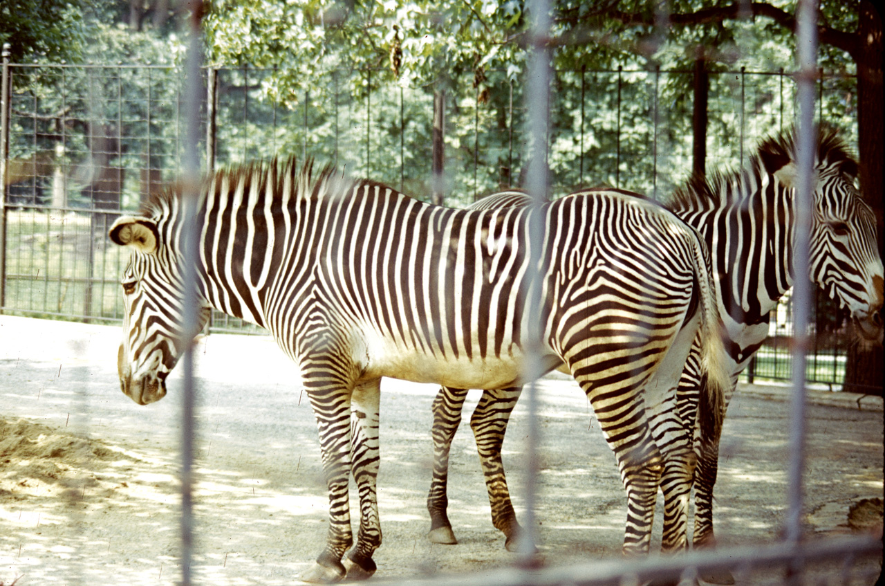 71-08-01, 008, Gravy's Zebra, Bronx Zoo, NY