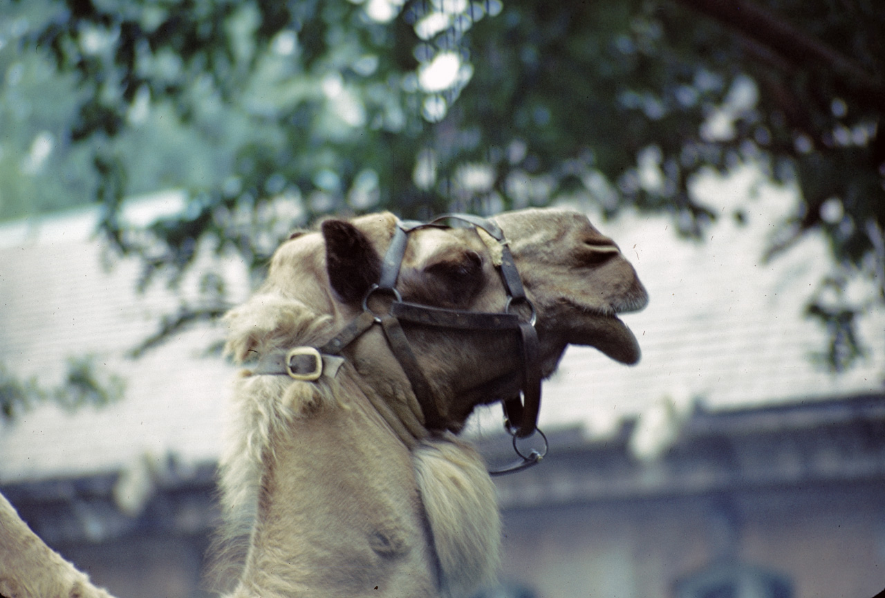 71-08-01, 009, Camel Head, Bronx Zoo, NY