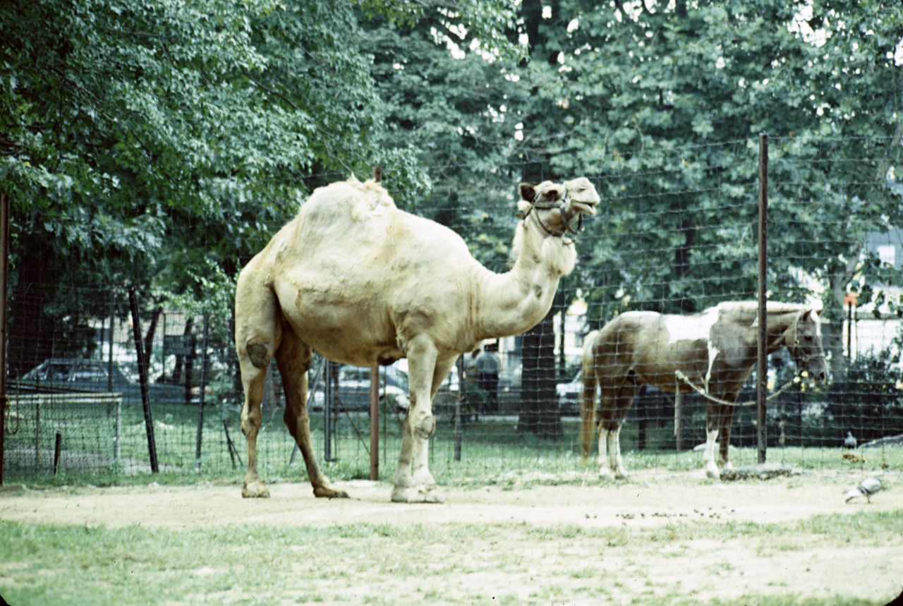 71-08-01, 010, Camel, Bronx Zoo, NY