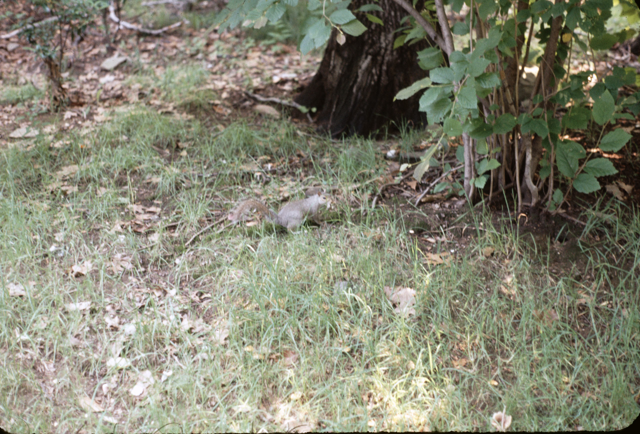 71-08-01, 012, Squirrel, Bronx Zoo, NY