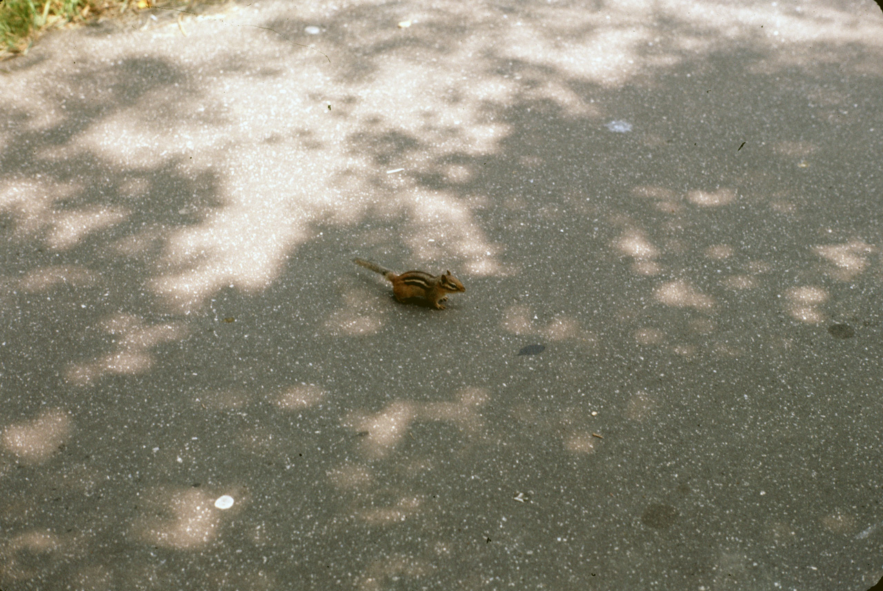 71-08-01, 014, Chipmunk, Bronx Zoo, NY