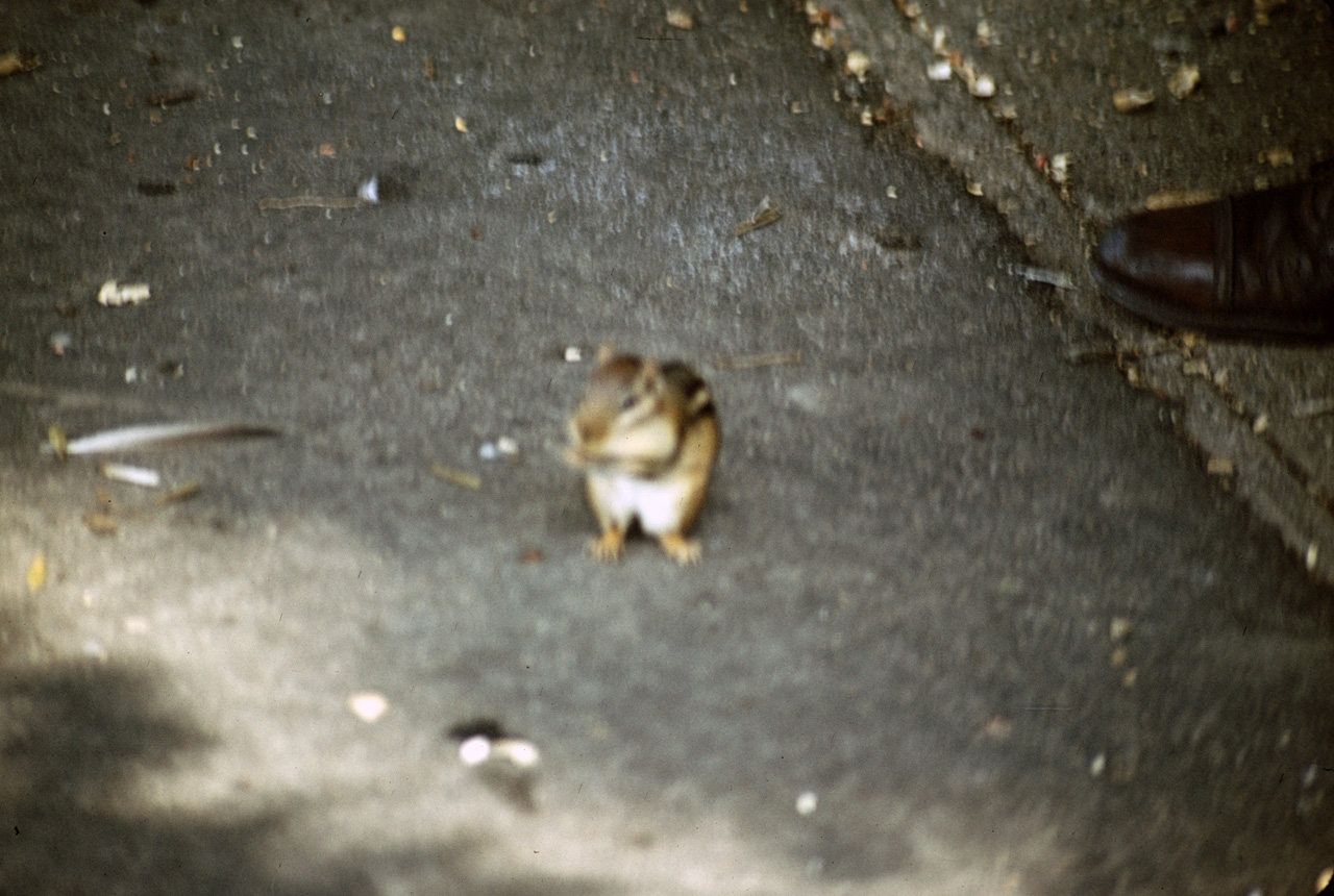 71-08-01, 015, Chipmunk, Bronx Zoo, NY