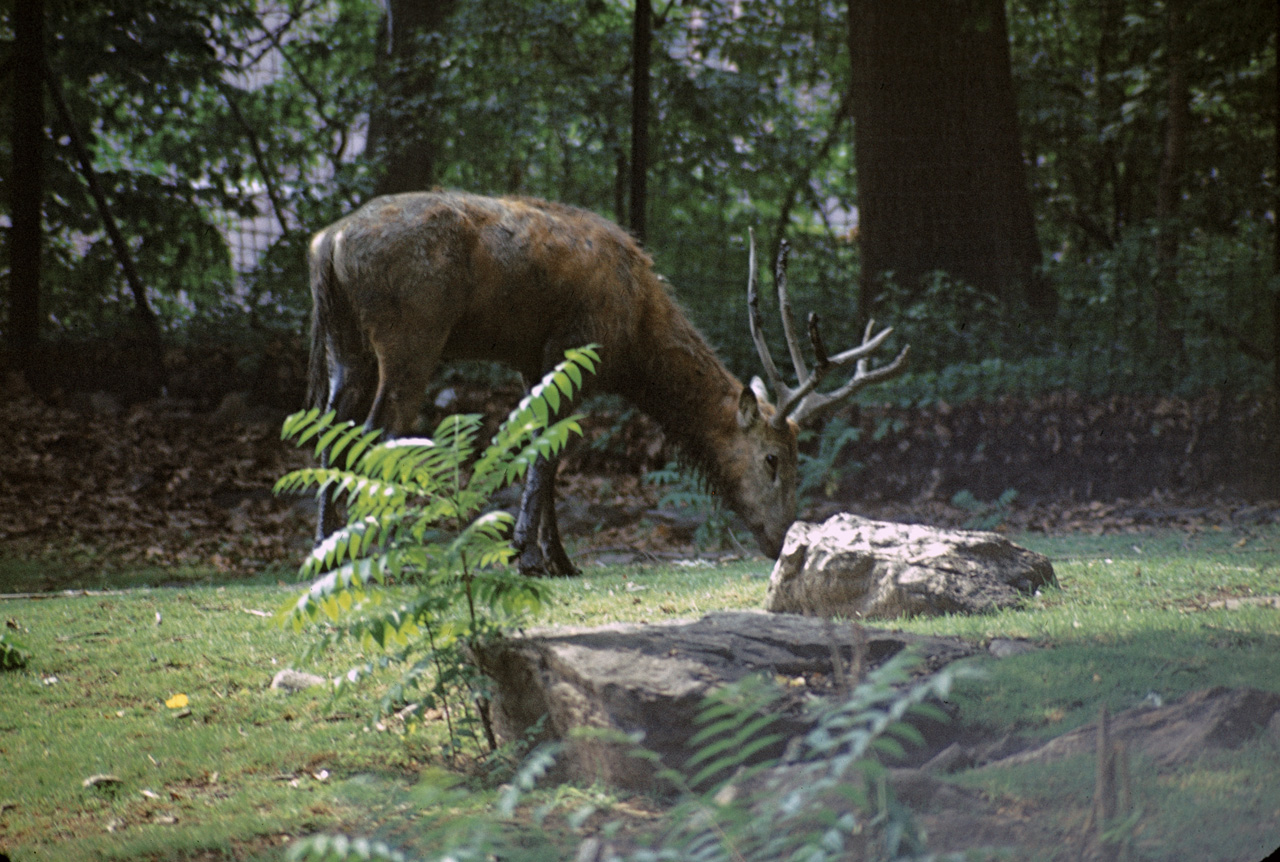 71-08-01, 018, Pere David's Deer, Bronx Zoo, NY