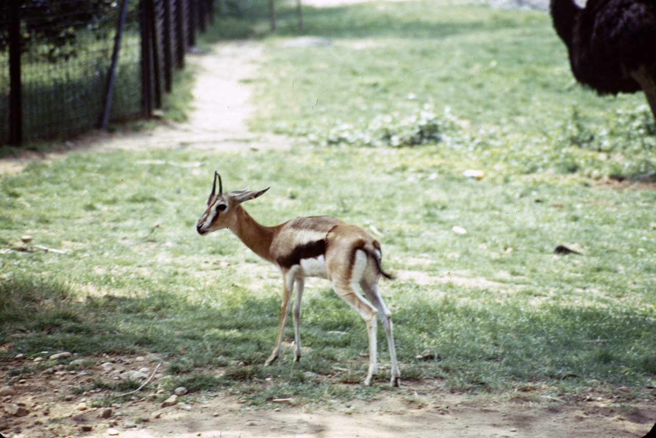 71-08-01, 020, Thumsoms Gazelle, Bronx Zoo, NY