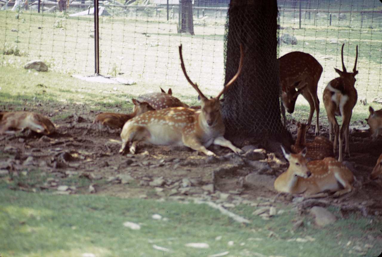 71-08-01, 021, Formosum Sika Deer, Bronx Zoo, NY