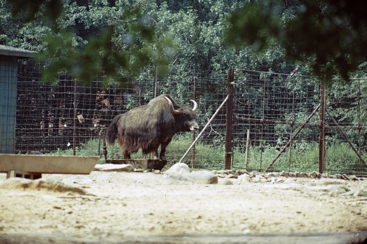 71-08-01, 022, Yak, Bronx Zoo, NY