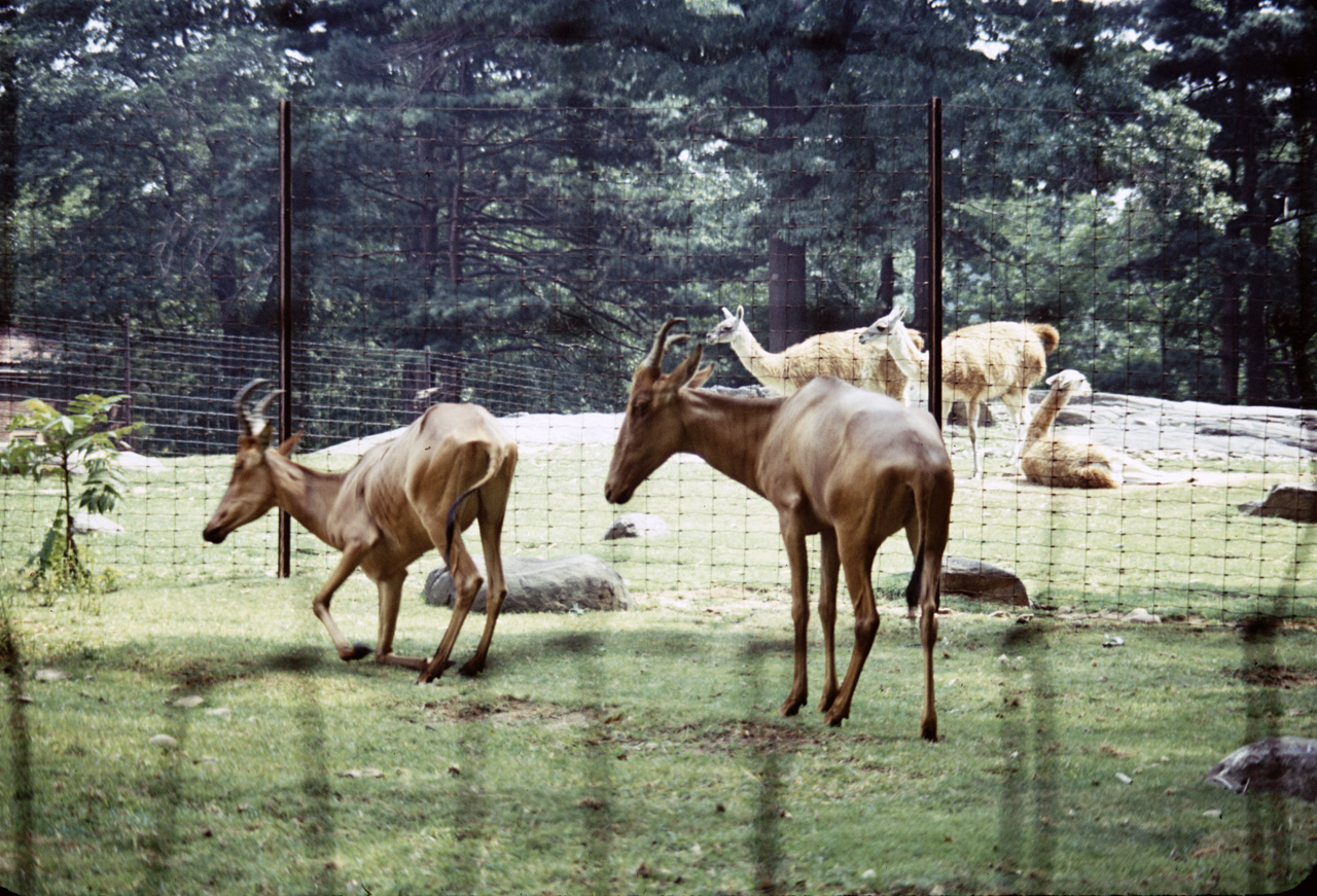 71-08-01, 027, Kenya, Bronx Zoo, NY