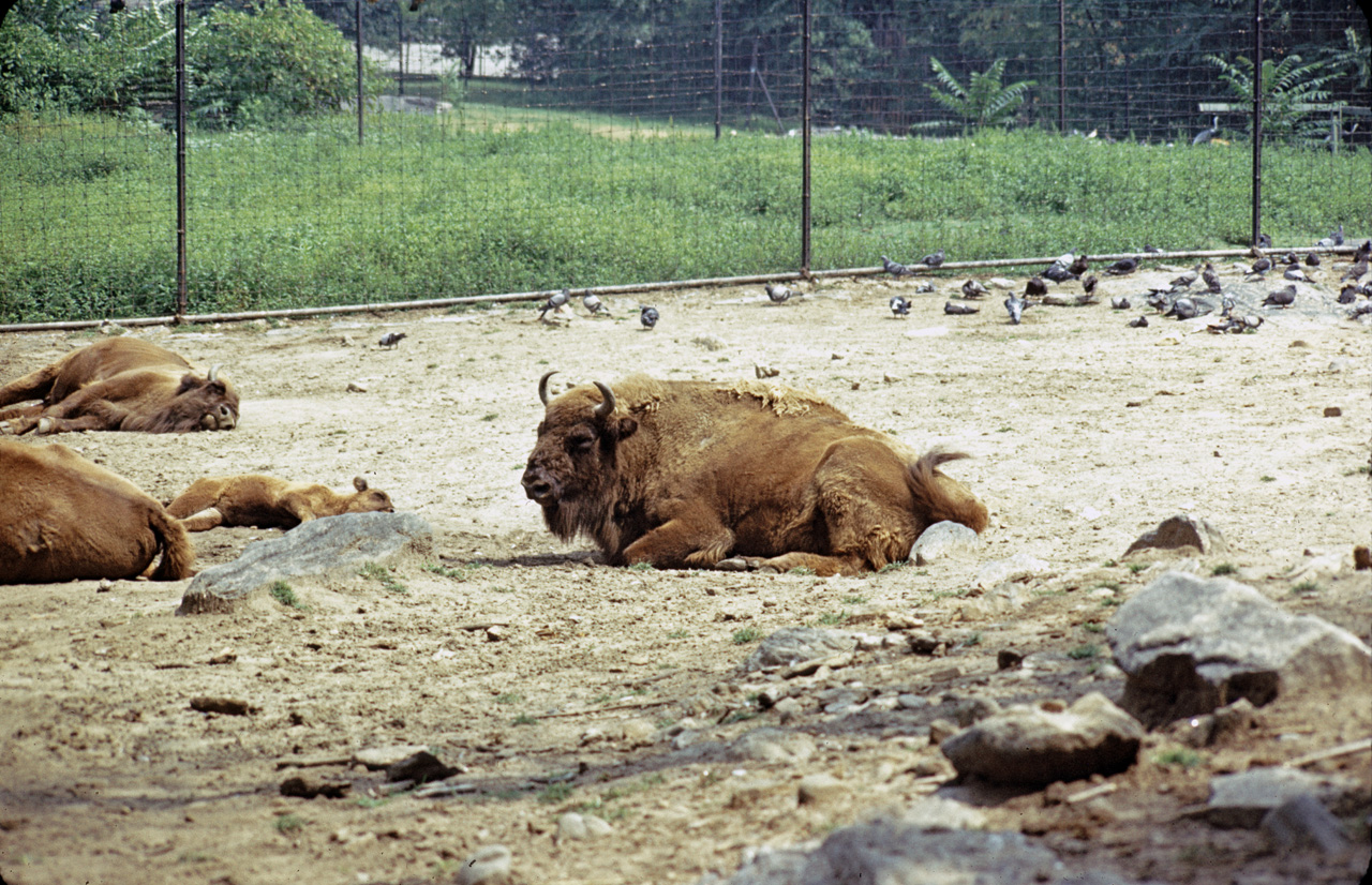 71-08-01, 029, European Bison, Bronx Zoo, NY