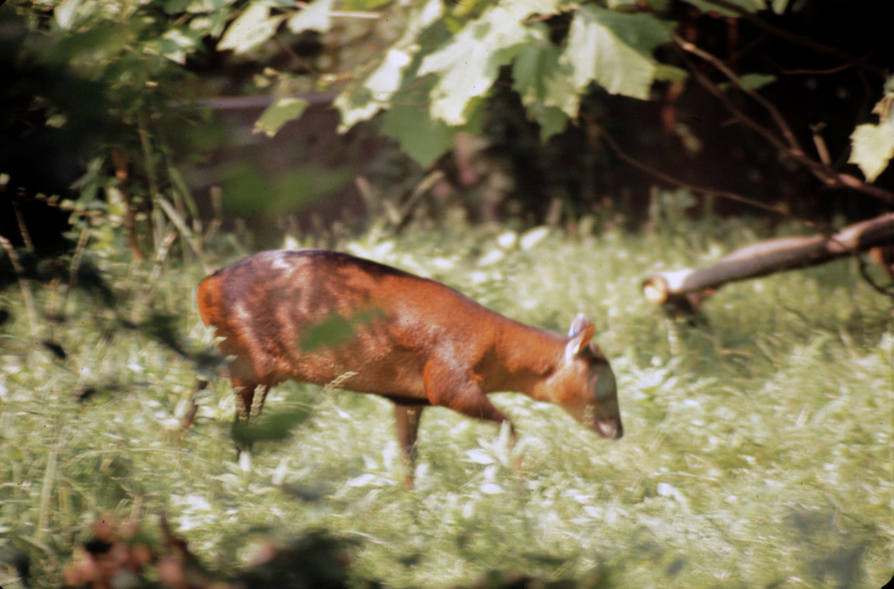 71-08-01, 033, Red Brocket (Deer), Bronx Zoo, NY