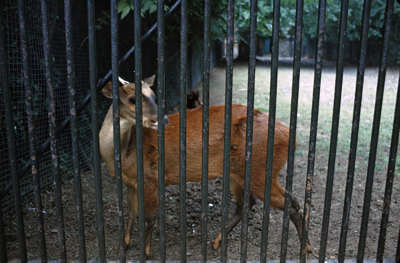 71-08-01, 034, Red Brocket (Deer), Bronx Zoo, NY