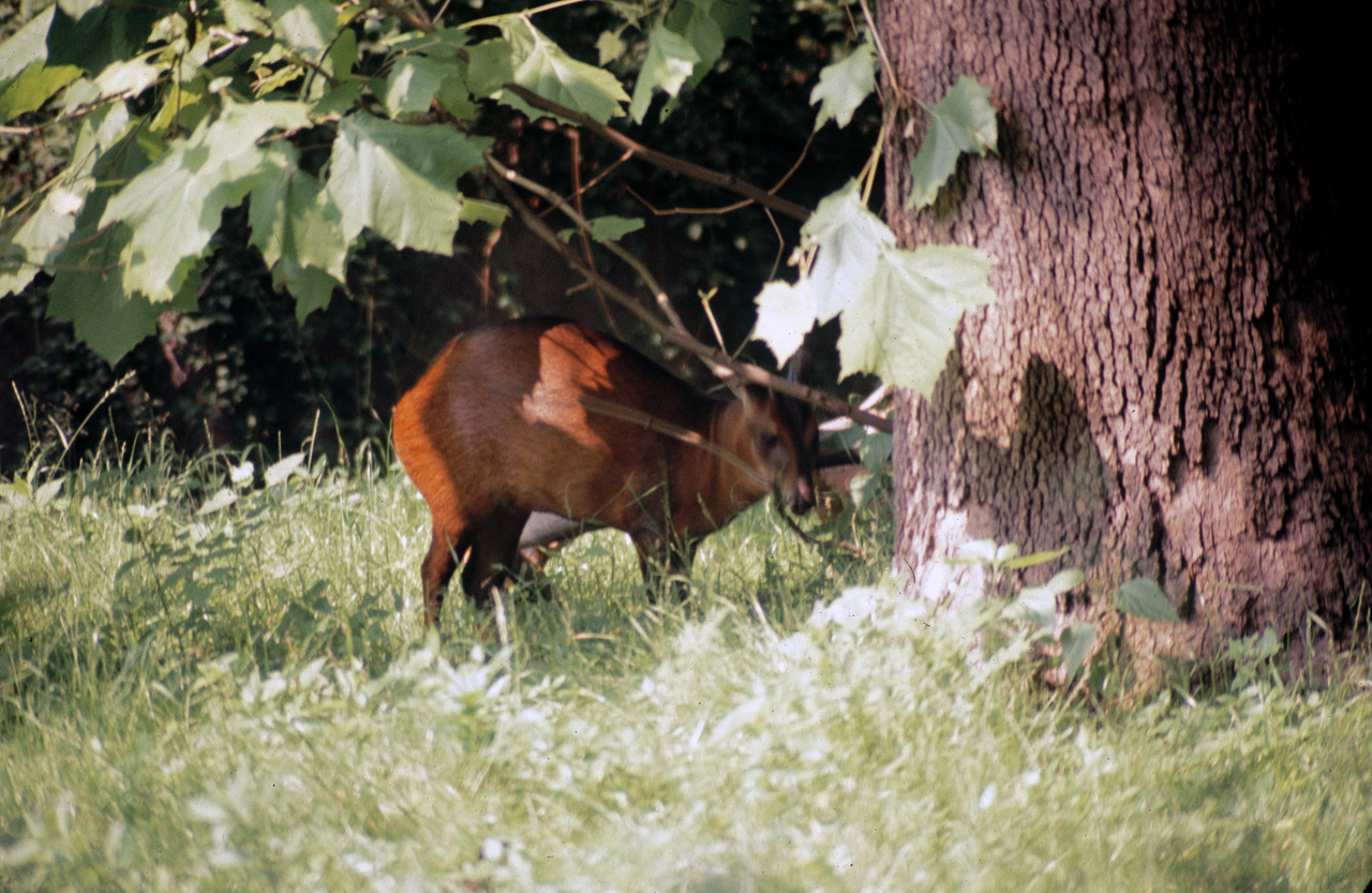 71-08-01, 037, Red Brocket (Deer), Bronx Zoo, NY