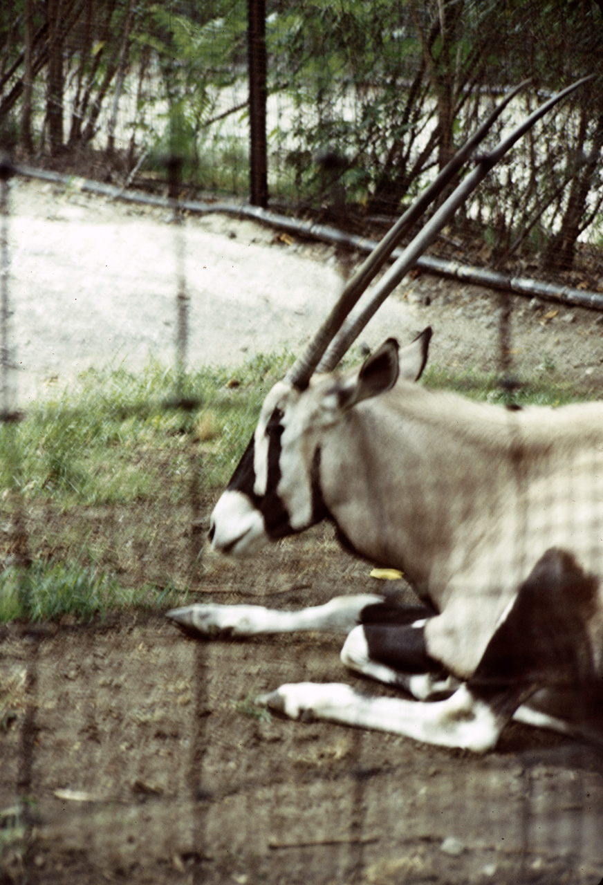 71-08-01, 039, Gemsbok, Bronx Zoo, NY