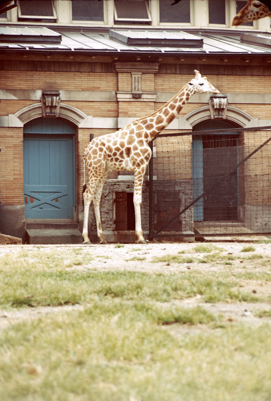 71-08-01, 042, Giraffes, Bronx Zoo, NY