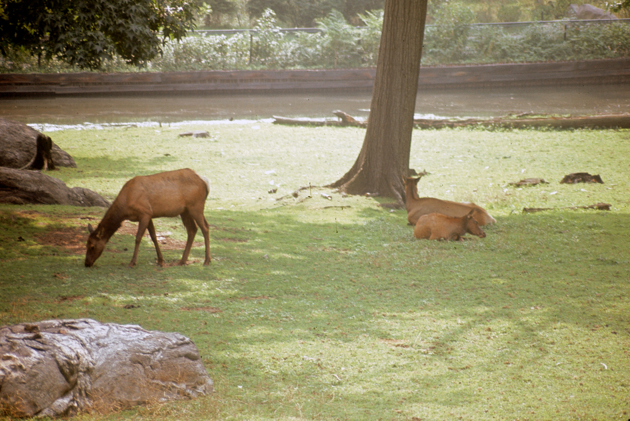 71-08-01, 045, Roosevelt Elk, Bronx Zoo, NY