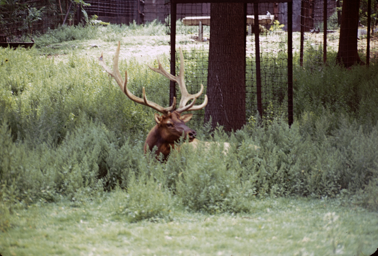 71-08-01, 046, Roosevelt Elk, Bronx Zoo, NY