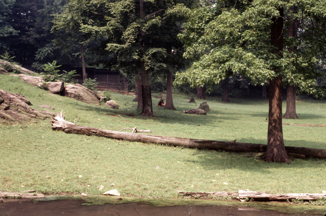 71-08-01, 047, Roosevelt Elk, Bronx Zoo, NY