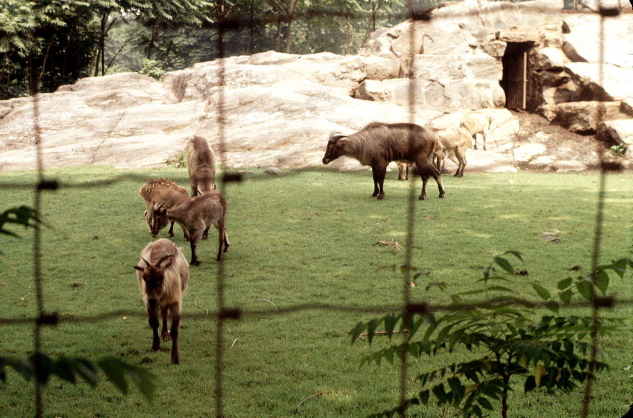 71-08-01, 051, Goats, Bronx Zoo, NY