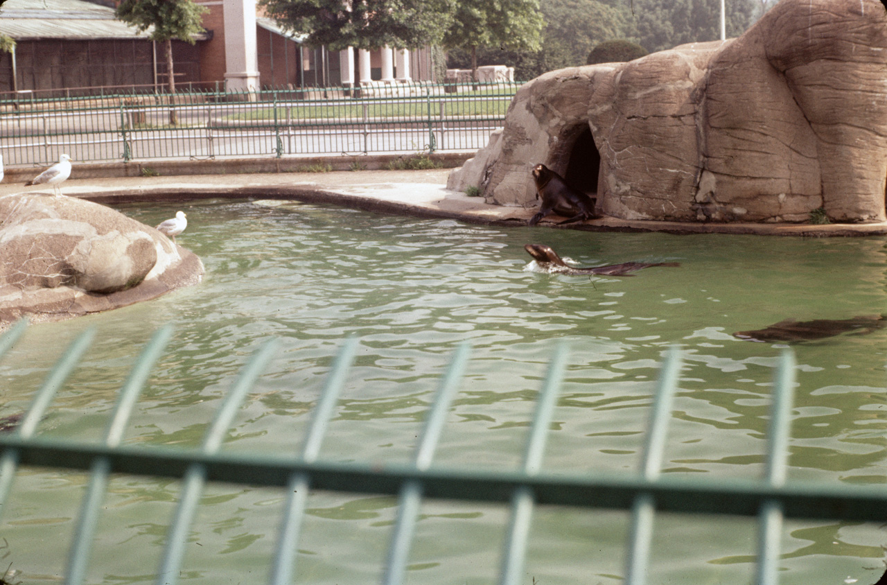 71-08-01, 053, Seals, Bronx Zoo, NY