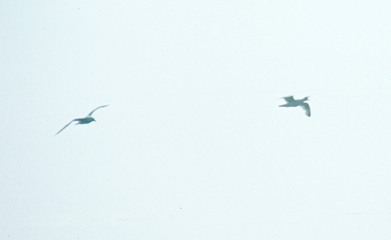 71-08-01, 057, Sea Gulls, Bronx Zoo, NY