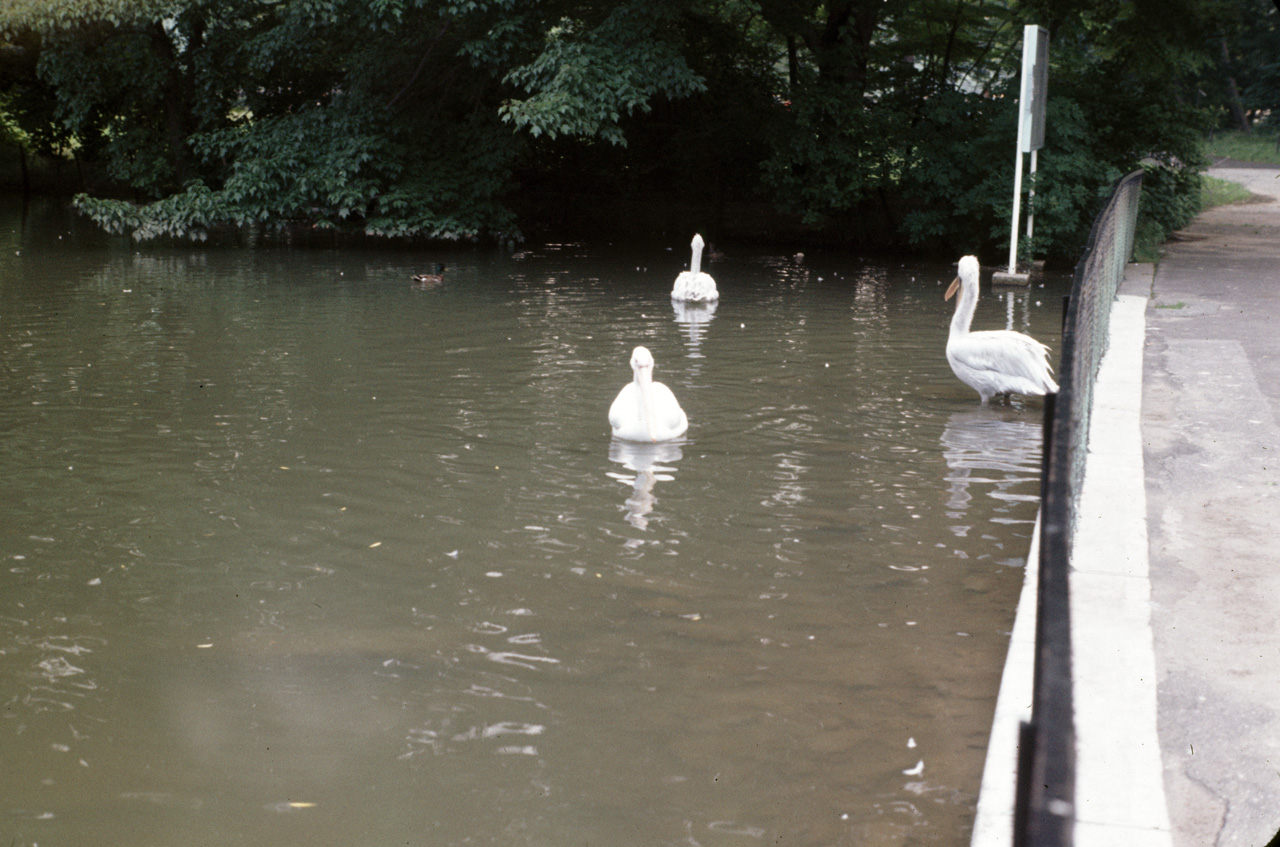 71-08-01, 060, Pelicans, Bronx Zoo, NY