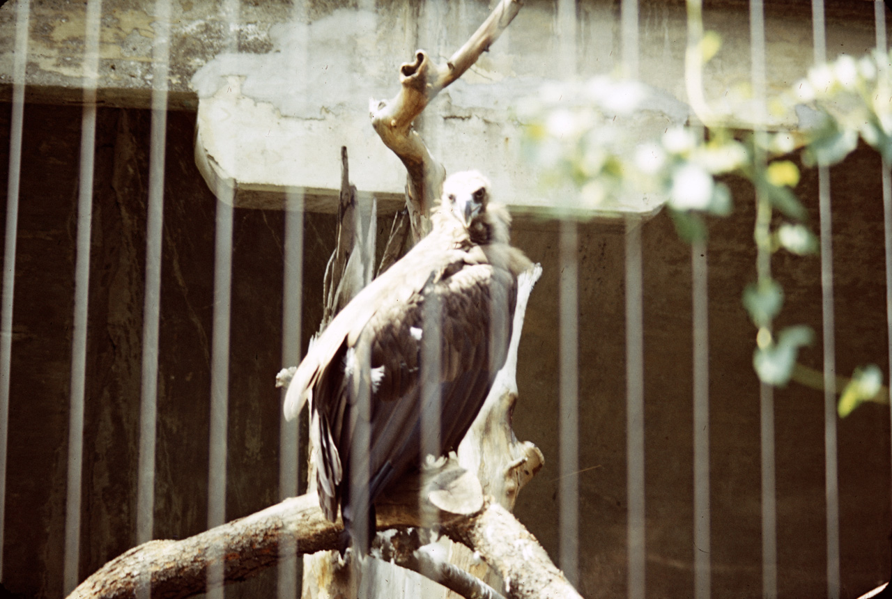 71-08-01, 063, Hood Vulture, Bronx Zoo, NY