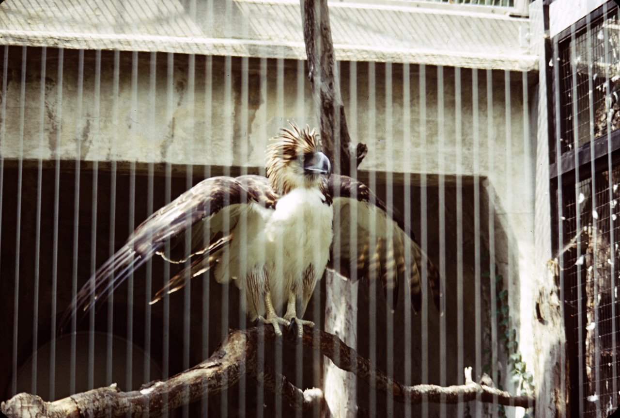 71-08-01, 064, Money Eating Eagle, Bronx Zoo, NY