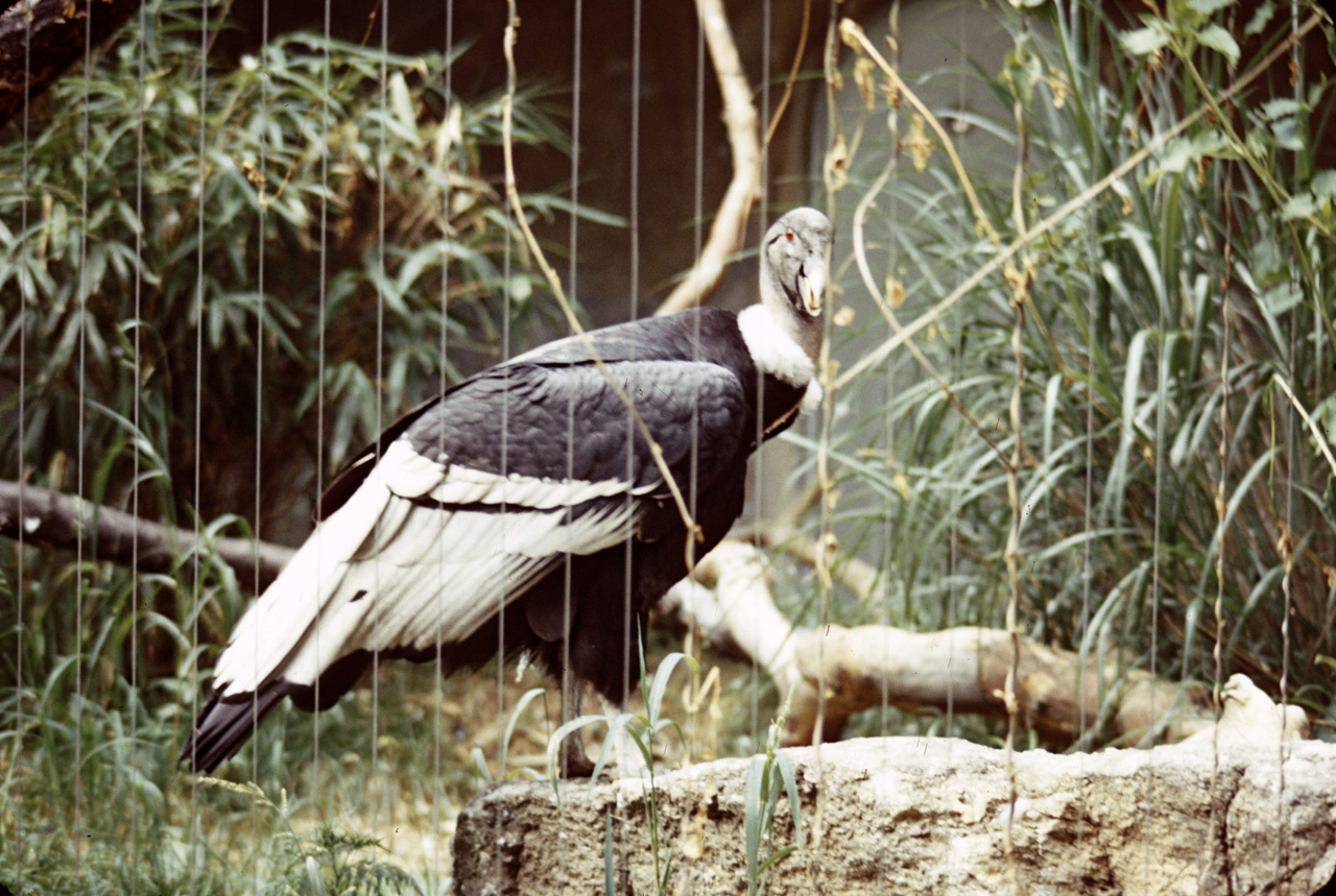 71-08-01, 065, South American Condor, Bronx Zoo, NY