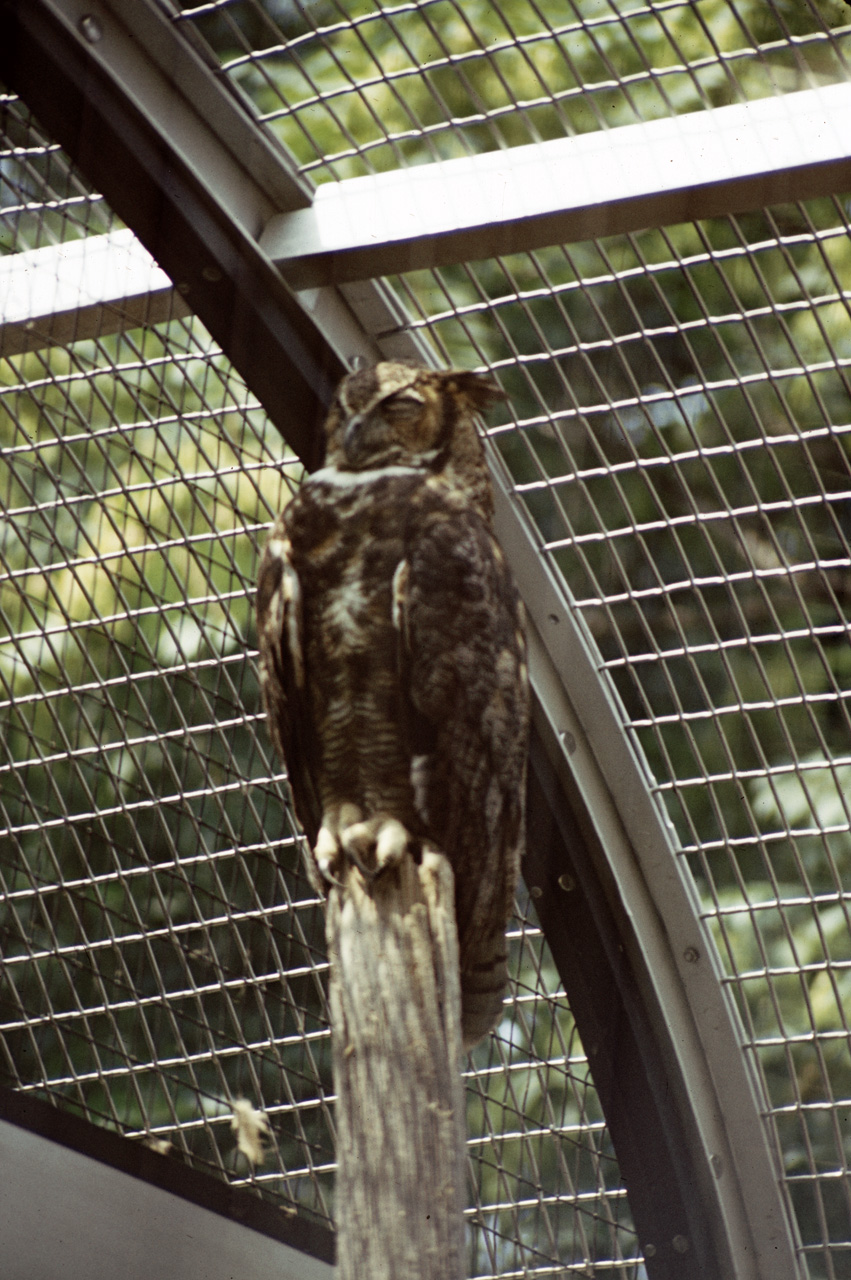 71-08-01, 066, Great Horned Owl, Bronx Zoo, NY