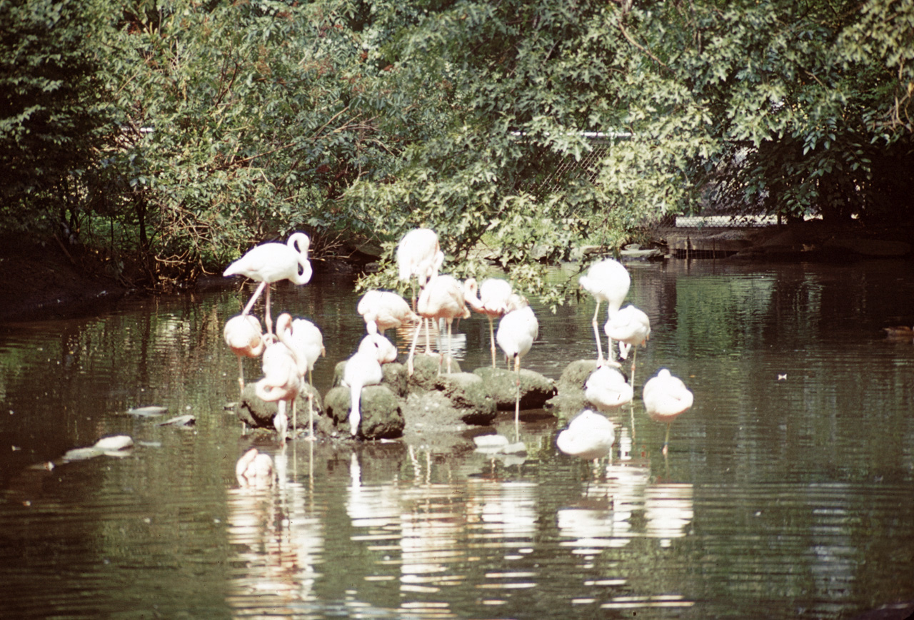 71-08-01, 075, West Indina Flamingo, Bronx Zoo, NY