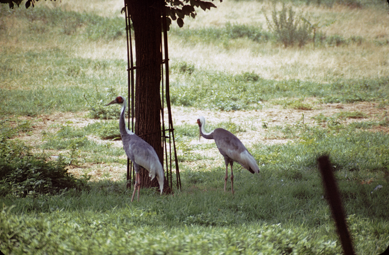 71-08-01, 078, White Naped Crane, Bronx Zoo, NY