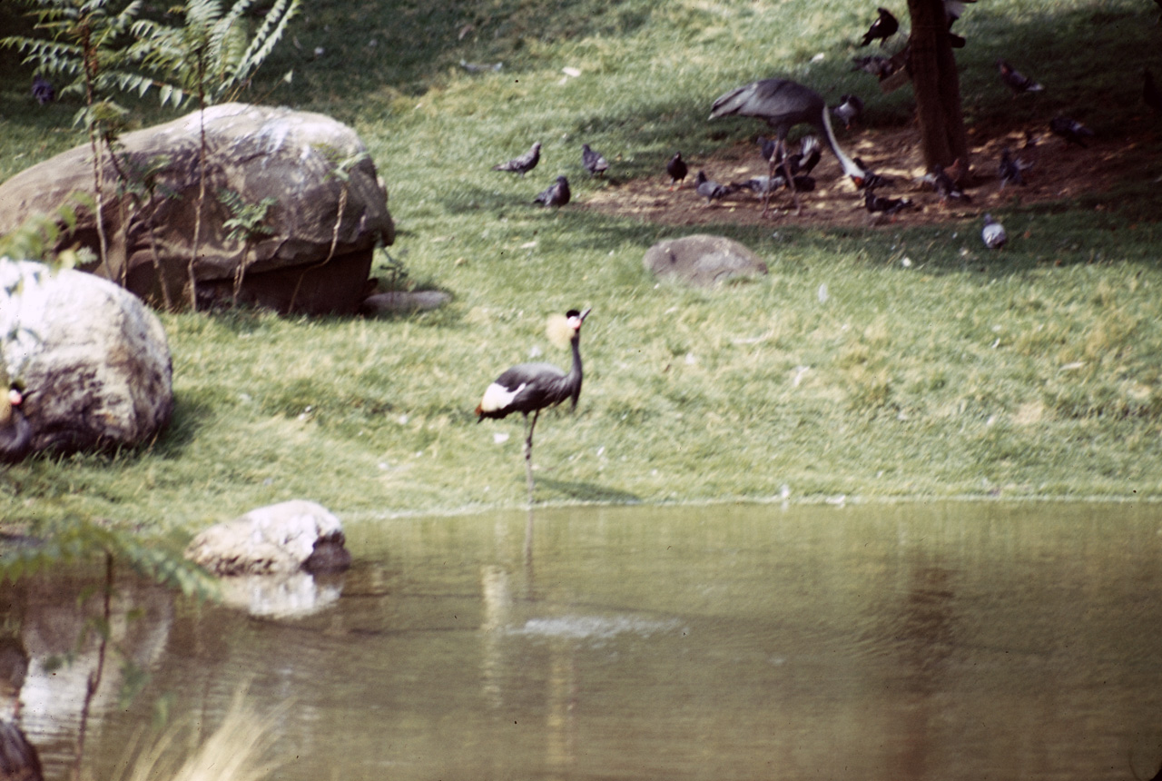 71-08-01, 079, East African Crown Crane, Bronx Zoo, NY