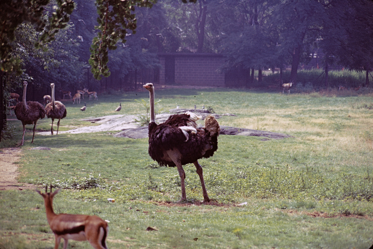 71-08-01, 080, Ostrich, Bronx Zoo, NY