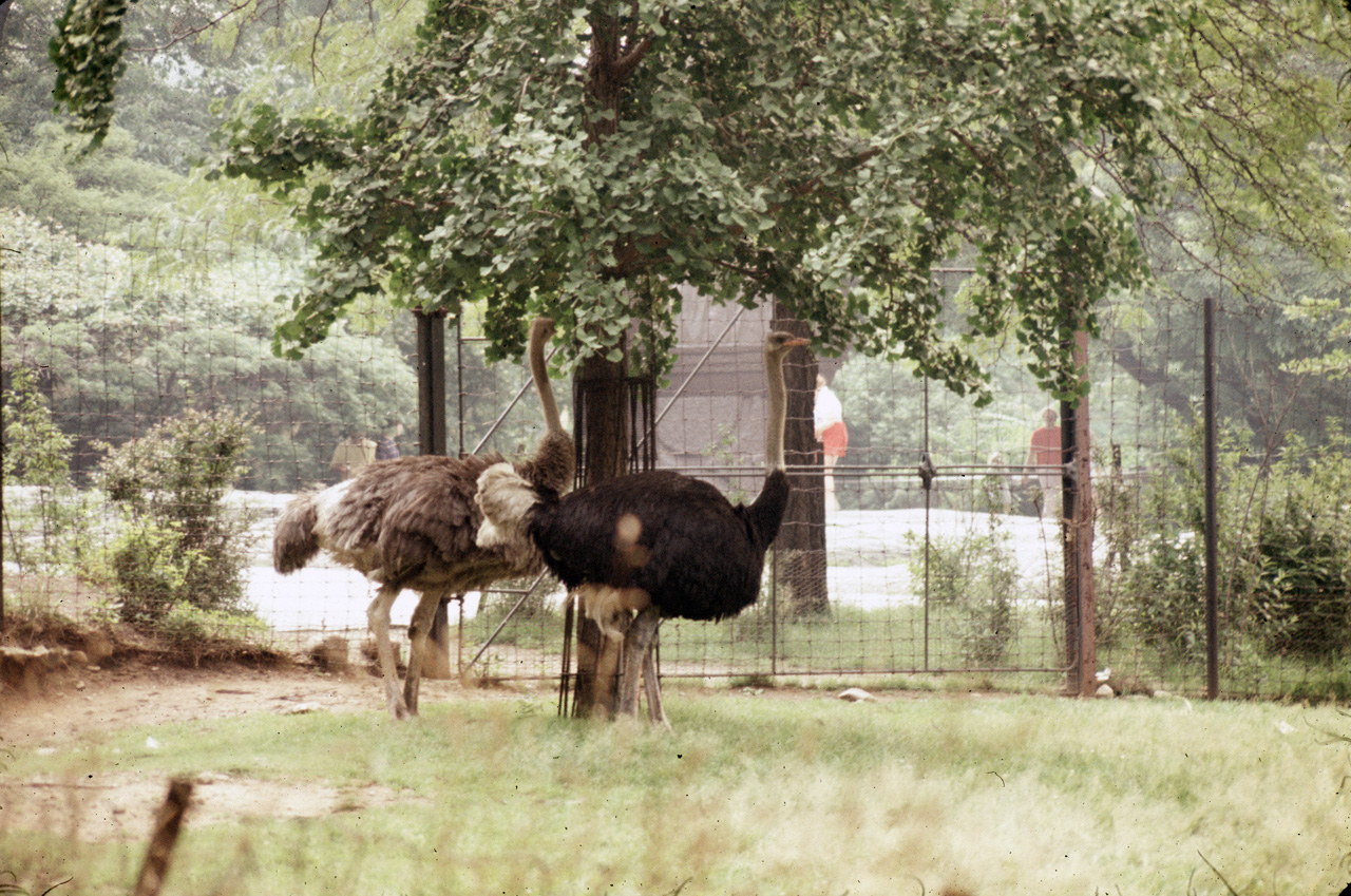 71-08-01, 082, Ostrich, Bronx Zoo, NY