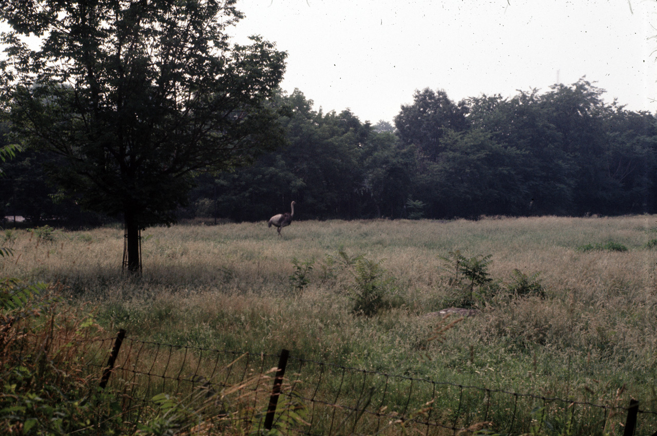 71-08-01, 083, Ostrich, Bronx Zoo, NY