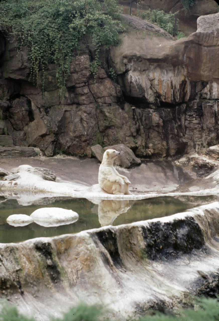 71-08-01, 087, Polar Bear, Bronx Zoo, NY