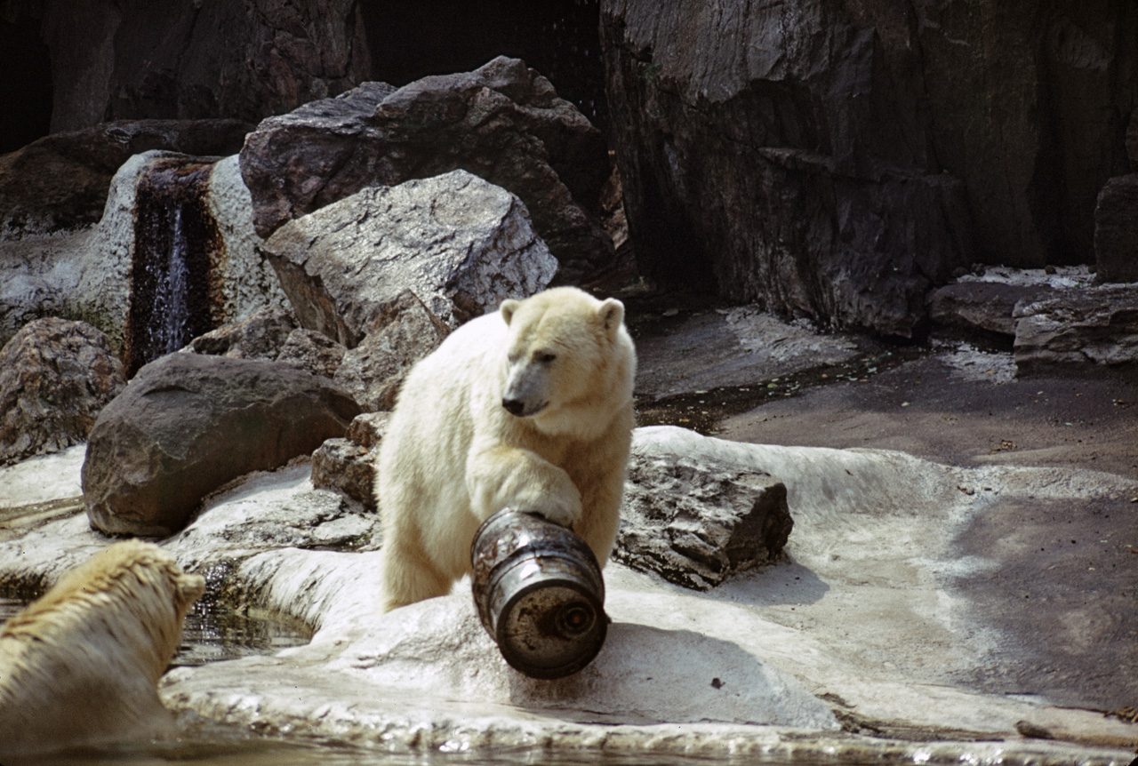 71-08-01, 088, Polar Bear, Bronx Zoo, NY