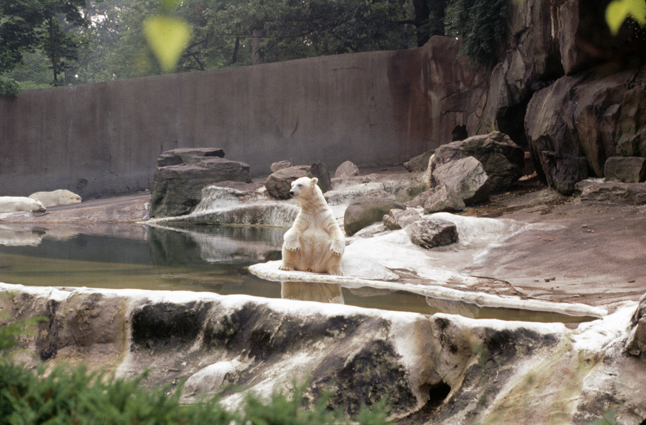 71-08-01, 089, Polar Bear, Bronx Zoo, NY