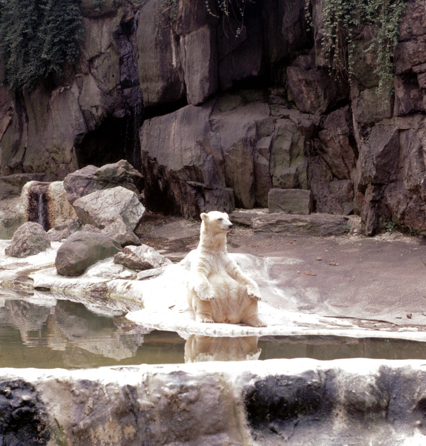 71-08-01, 090, Polar Bear, Bronx Zoo, NY