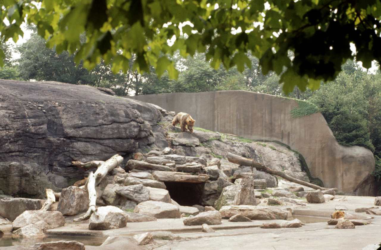 71-08-01, 093, Kodiak Bear, Bronx Zoo, NY