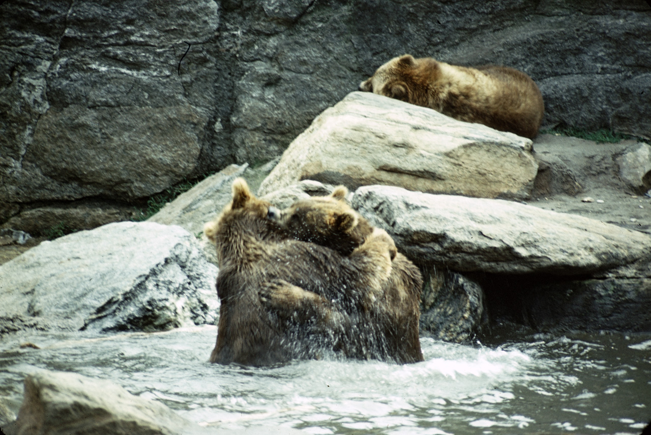 71-08-01, 096, Brown Bear, Bronx Zoo, NY