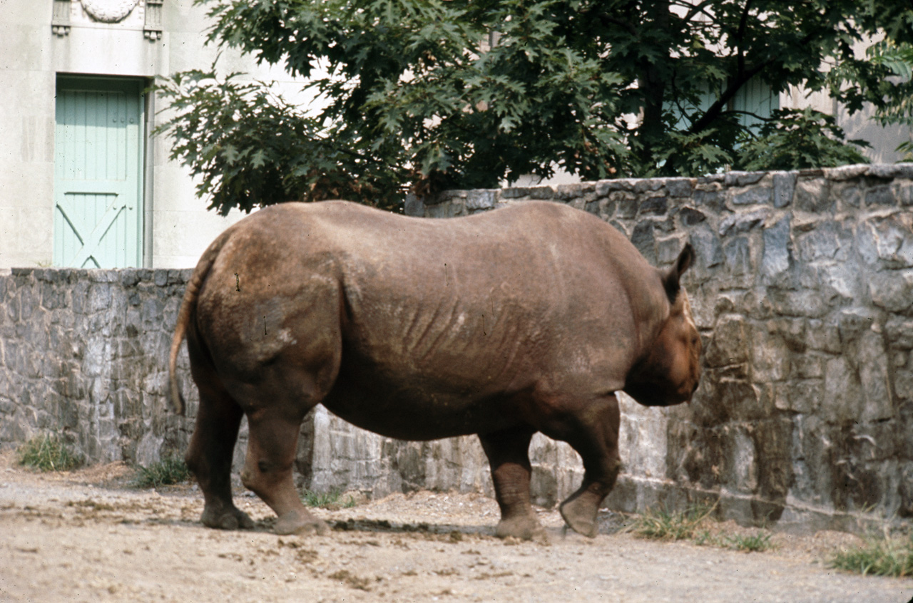 71-08-01, 099, Black Rhinoocesos, Bronx Zoo, NY