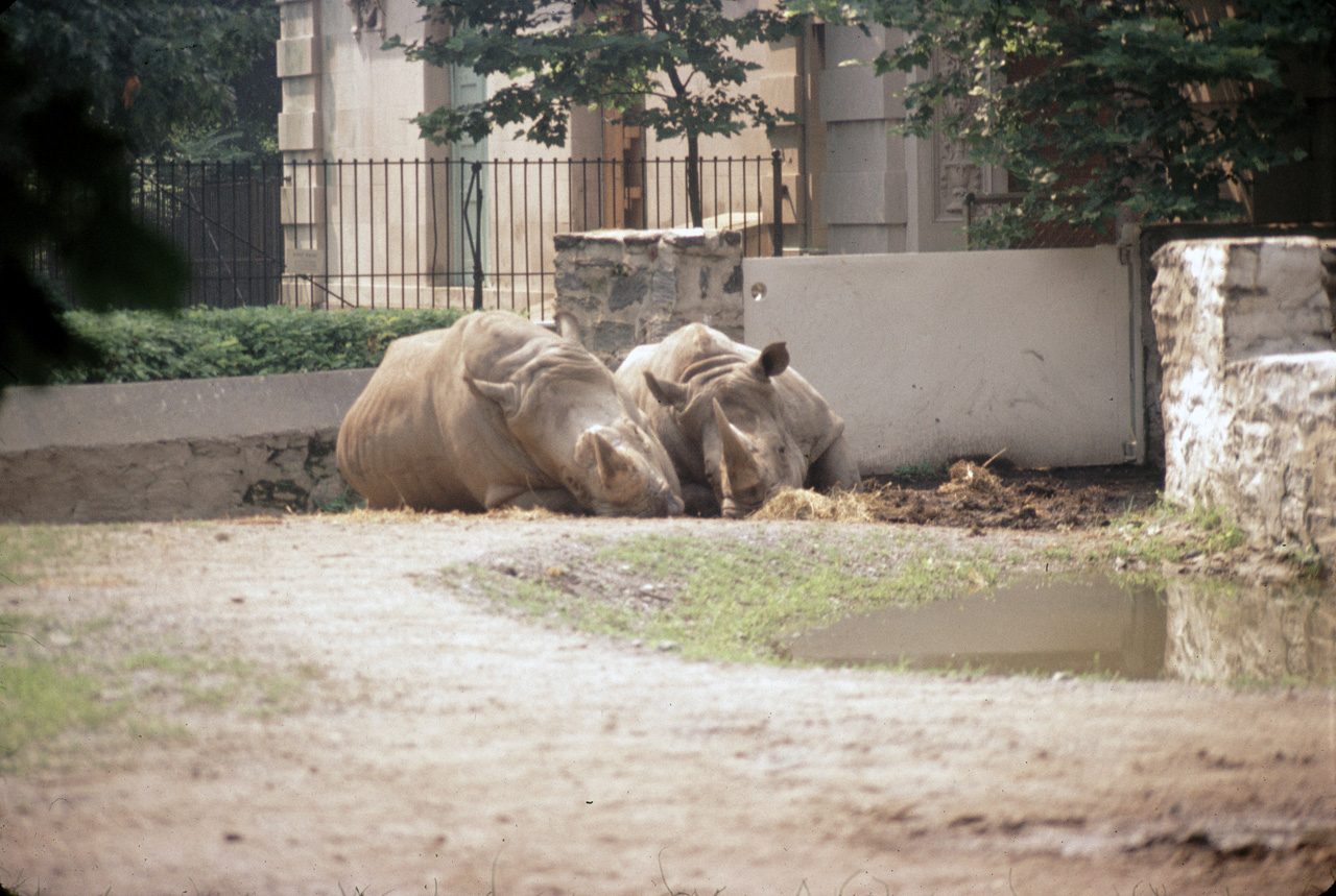 71-08-01, 104, White Rhinosesos, Bronx Zoo, NY