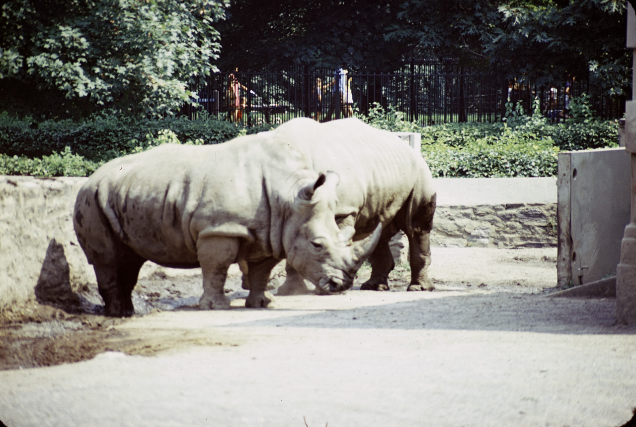 71-08-01, 105, White Rhinosesos, Bronx Zoo, NY