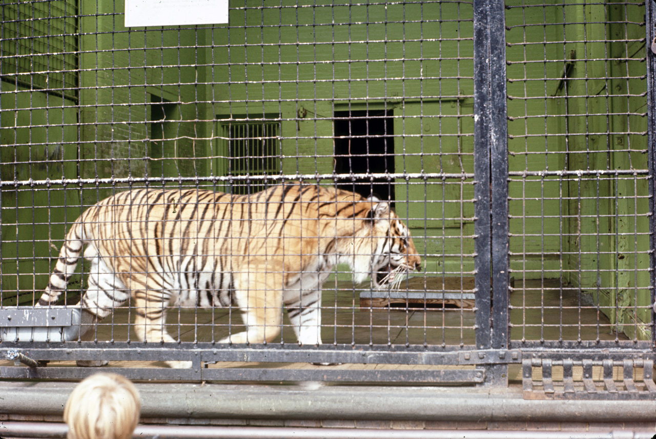 71-08-01, 108, Siberian Tiger, Bronx Zoo, NY