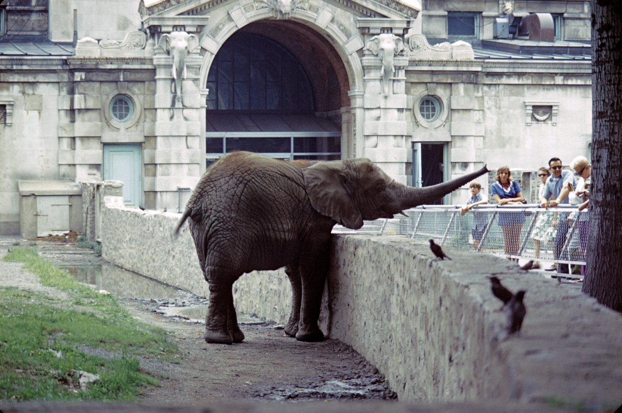 71-08-01, 115, African Elephant, Bronx Zoo, NY