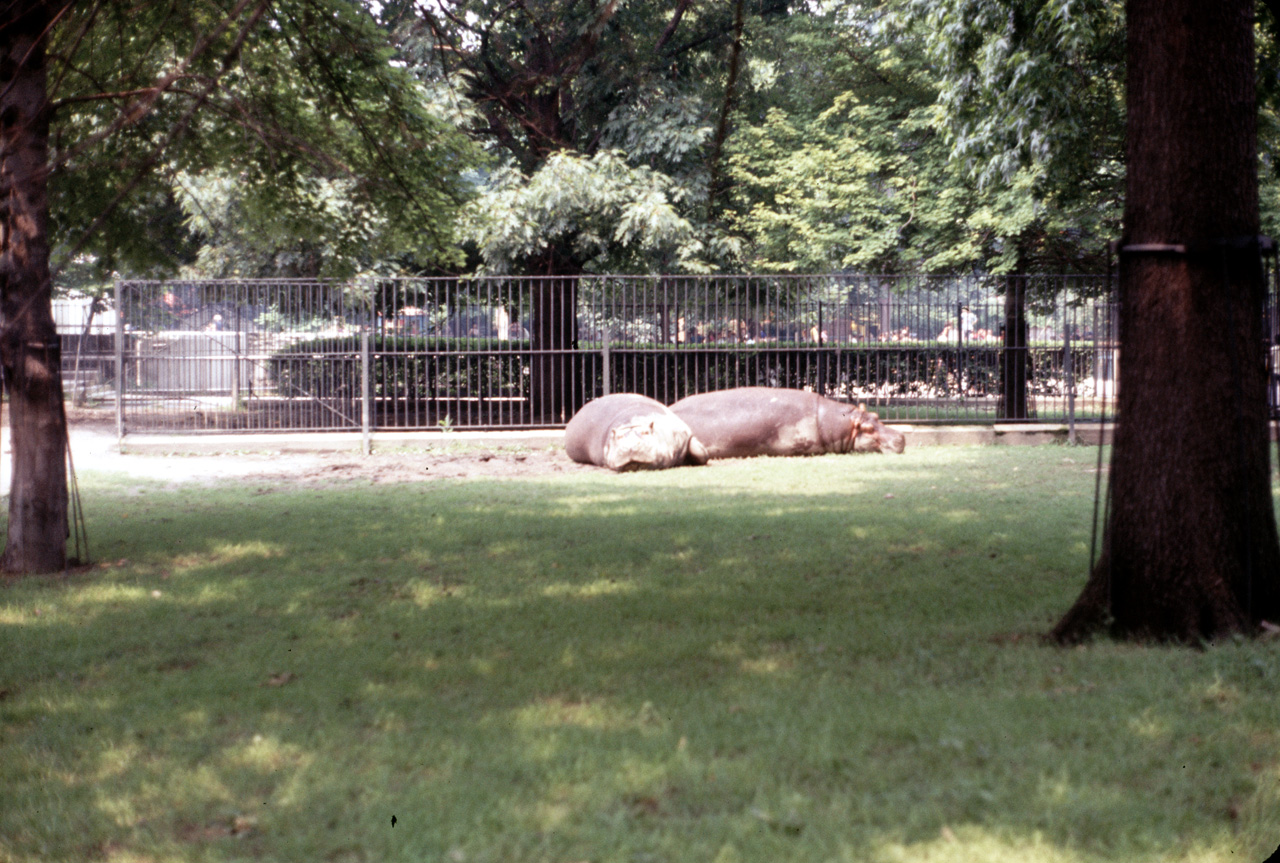 71-08-01, 118, Hippopatamus, Bronx Zoo, NY