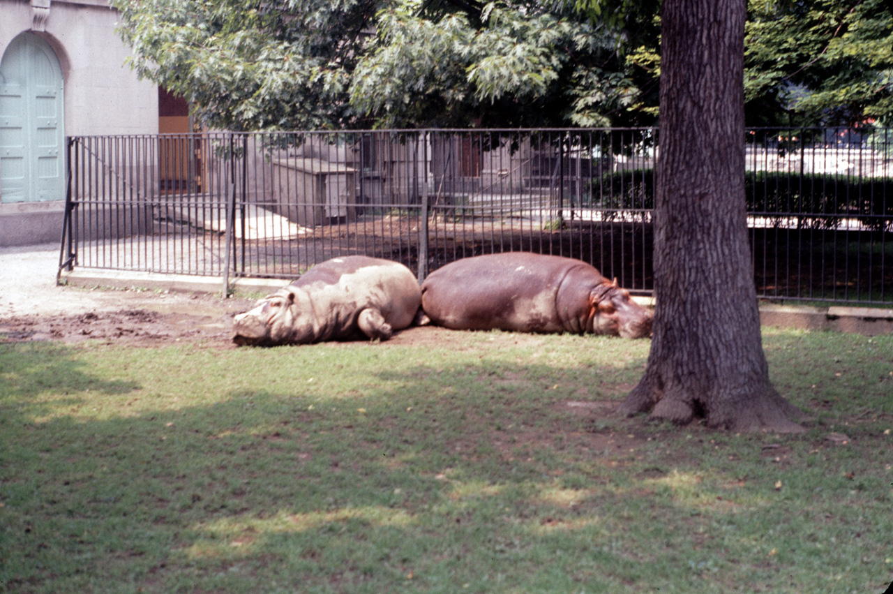 71-08-01, 119, Hippopatamus, Bronx Zoo, NY