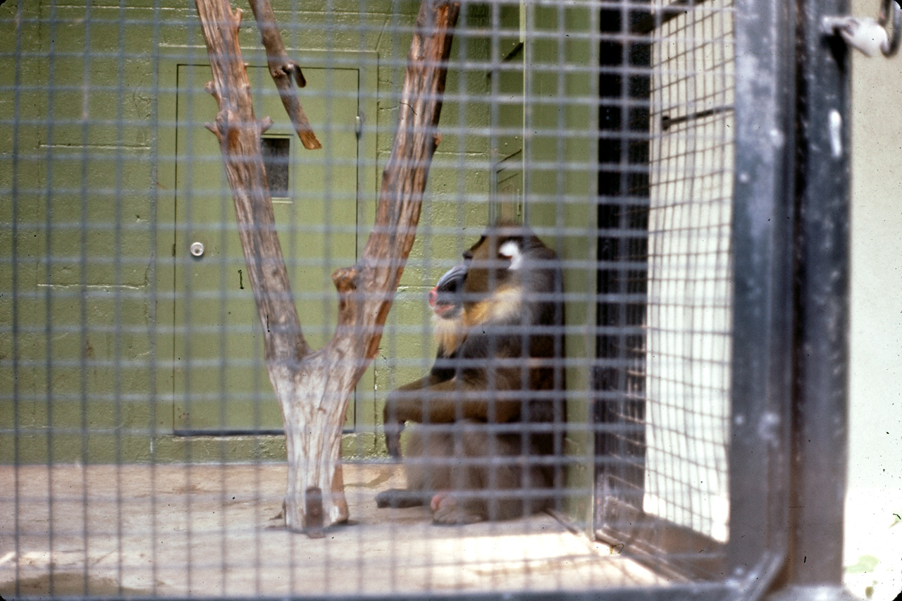 71-08-01, 124, Mandrill, Bronx Zoo