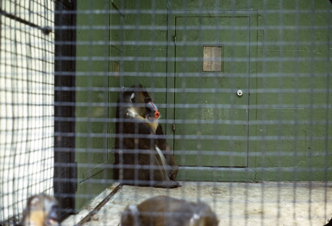 71-08-01, 125, Mandrill, Bronx Zoo